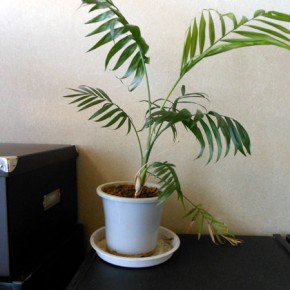 観葉植物の植え替え? 観葉植物の植え替え?